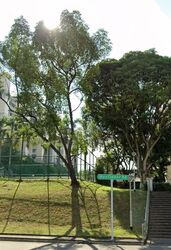 Mayflower Gardens (D20), Terrace #565793551
